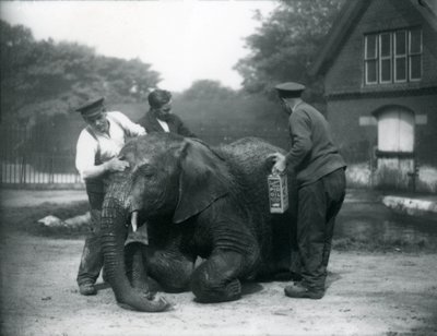 Keepers Oiling Male African Elephant 